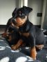 VENDO Vendesi 2 cuccioli maschi di zwergpinscher